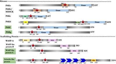 Cdc42/Rac Interactive Binding Containing Effector Proteins in Unicellular Protozoans With Reference to Human Host: Locks of the Rho Signaling